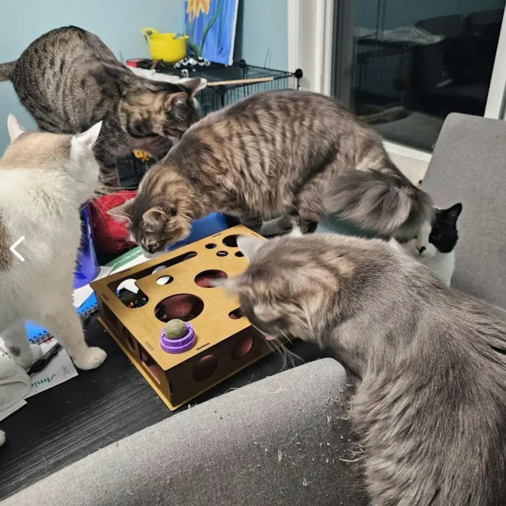 Meerdere katten spelen samen rond een houten krab- en foerageerbox met speelbal
