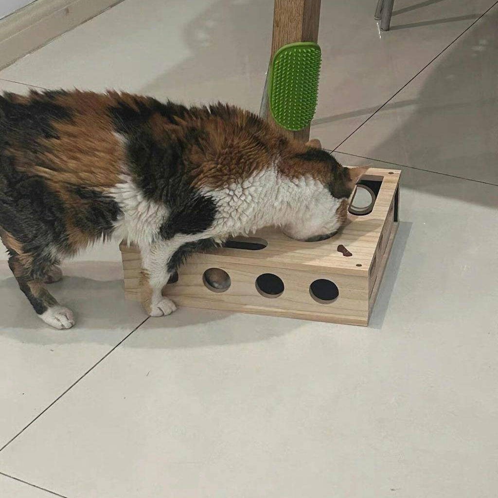 Kat zoekt met haar snuit naar een snack in een van de gaten van een houten foerageerbox